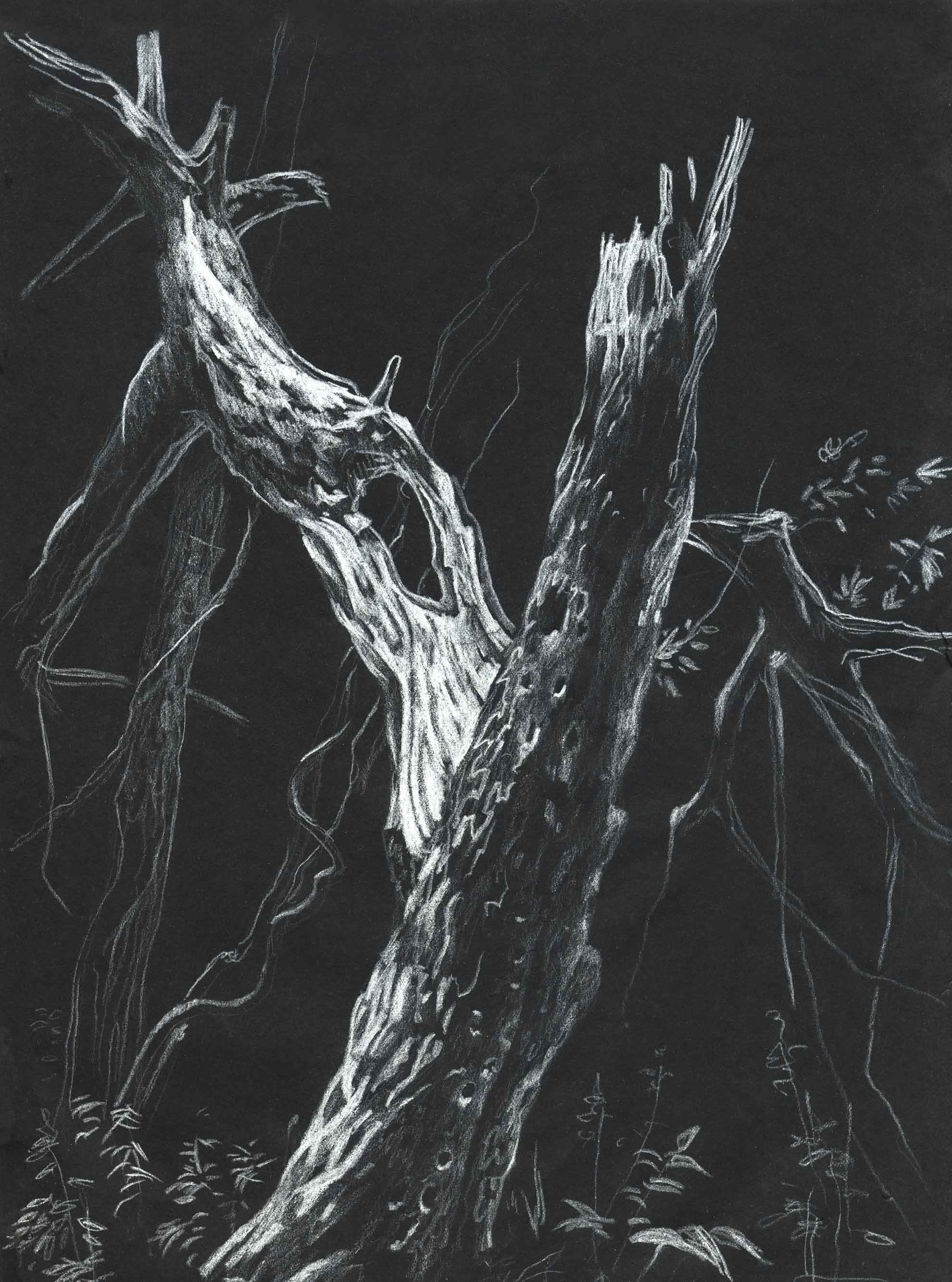 'Brocken tree'. White pencil on black paper